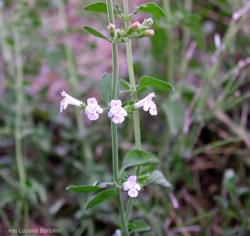  Image name: nepitella2.jpg 
 width: 800 pixel 
 height: 754 pixel 
 Size: 54302 bytes 
 Click to enlarge 